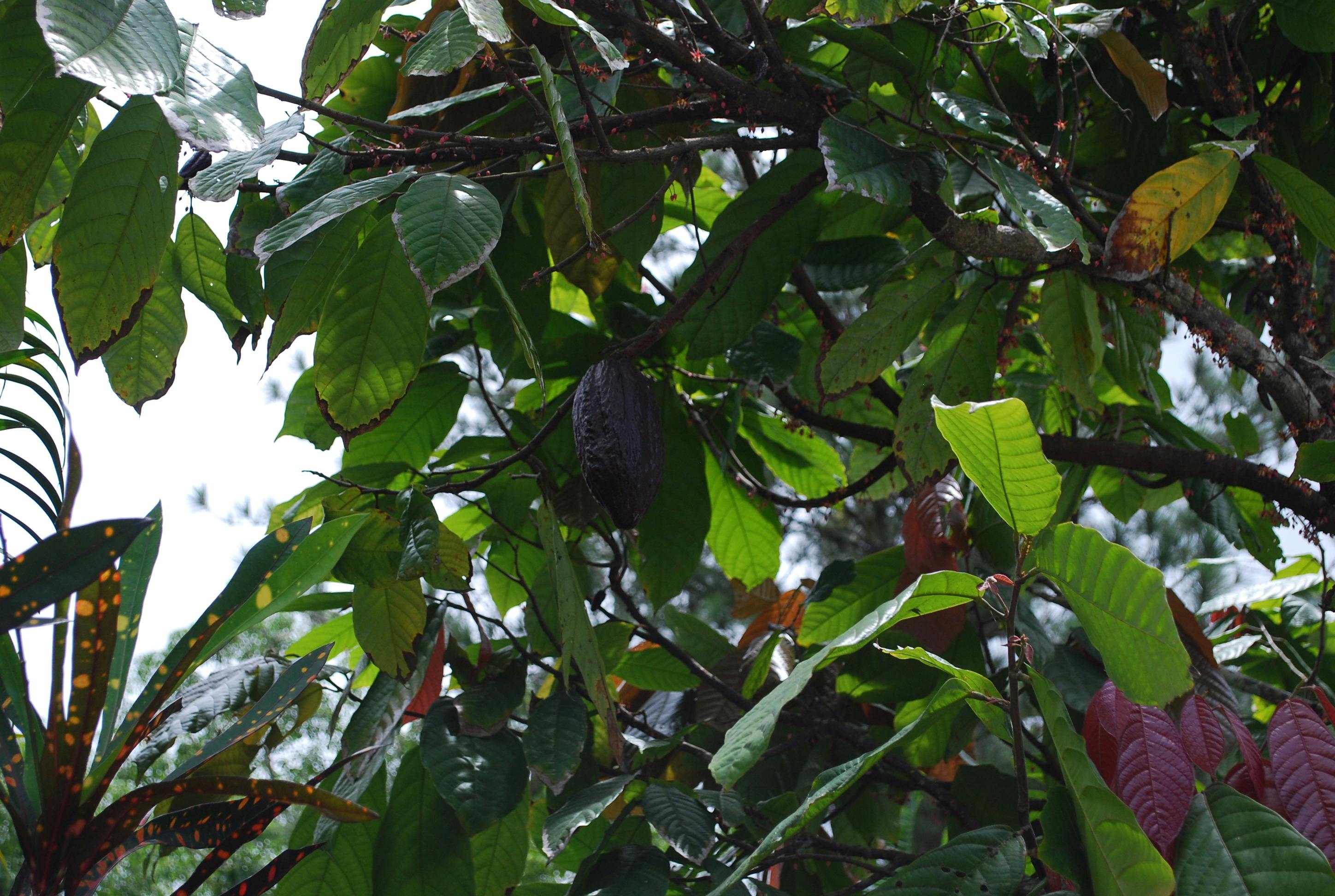 Free stock photo of cocoa, cocoa bean, cocoa tree