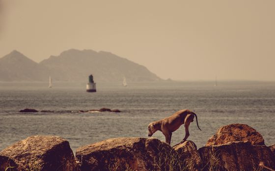 A dog explores the rocky seafront with sailing boats and mountains in the distance in Vigo, Spain.