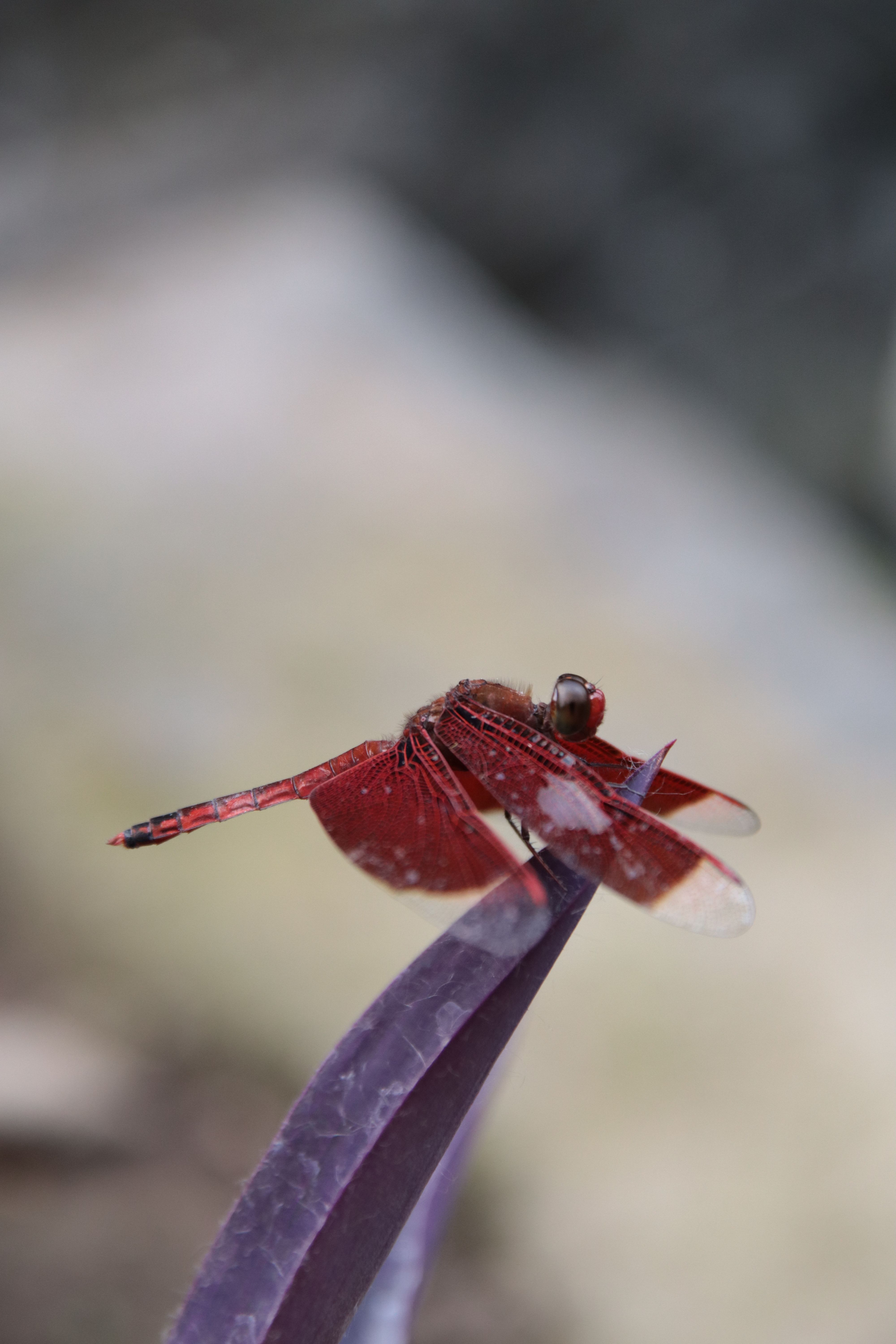 Close-Up of Red Dragonfly on Purple Leaf Outdoors · Free Stock Photo