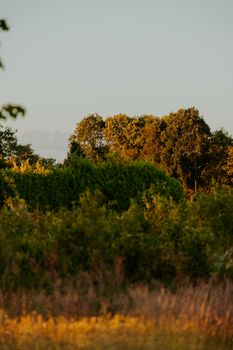 Beautiful autumn forest with golden leaves and green foliage at sunset. Tranquil natural scene.