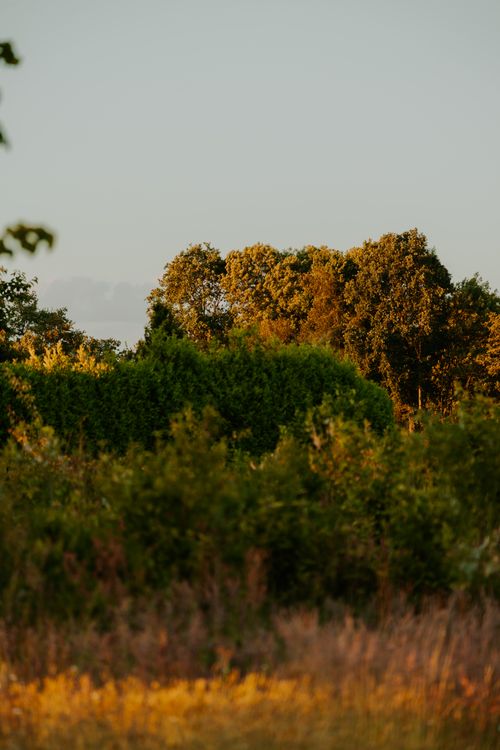 Free Beautiful autumn forest with golden leaves and green foliage at sunset. Tranquil natural scene. Stock Photo