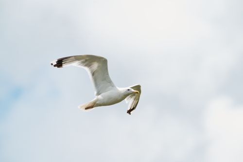 Free A majestic seagull glides smoothly through the bright blue sky, showcasing its graceful wingspan. Stock Photo