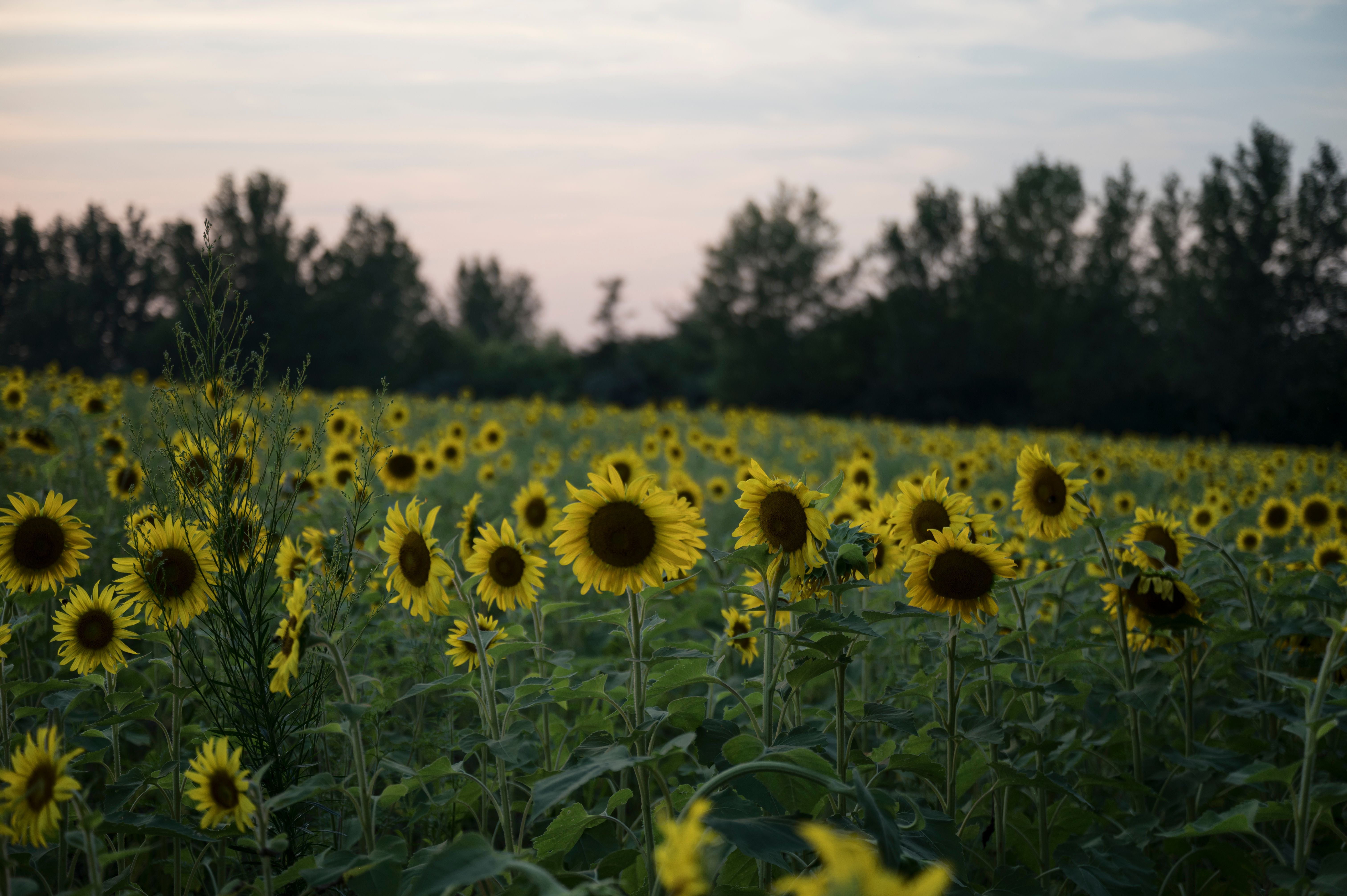 Sonnenuntergang über Einem Feld Blühender Sonnenblumen · Kostenloses ...