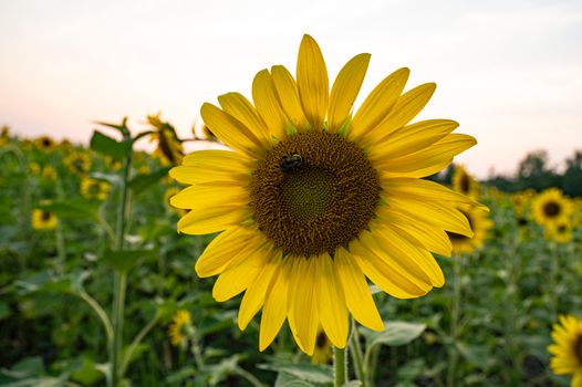 A vibrant sunflower with a bee, captured in a lush field at sunset.