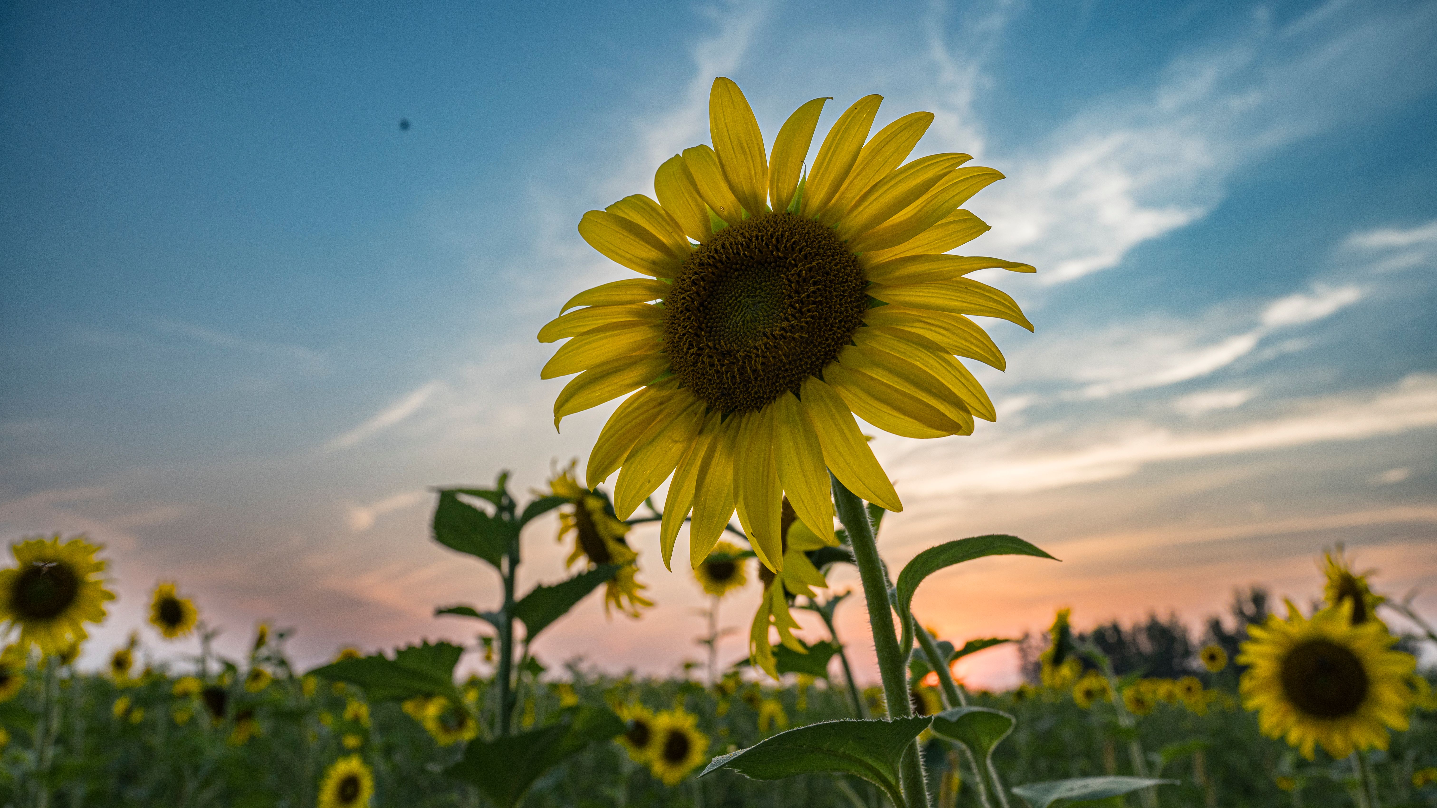 View of a Sunflower Field at Sunset · Free Stock Photo