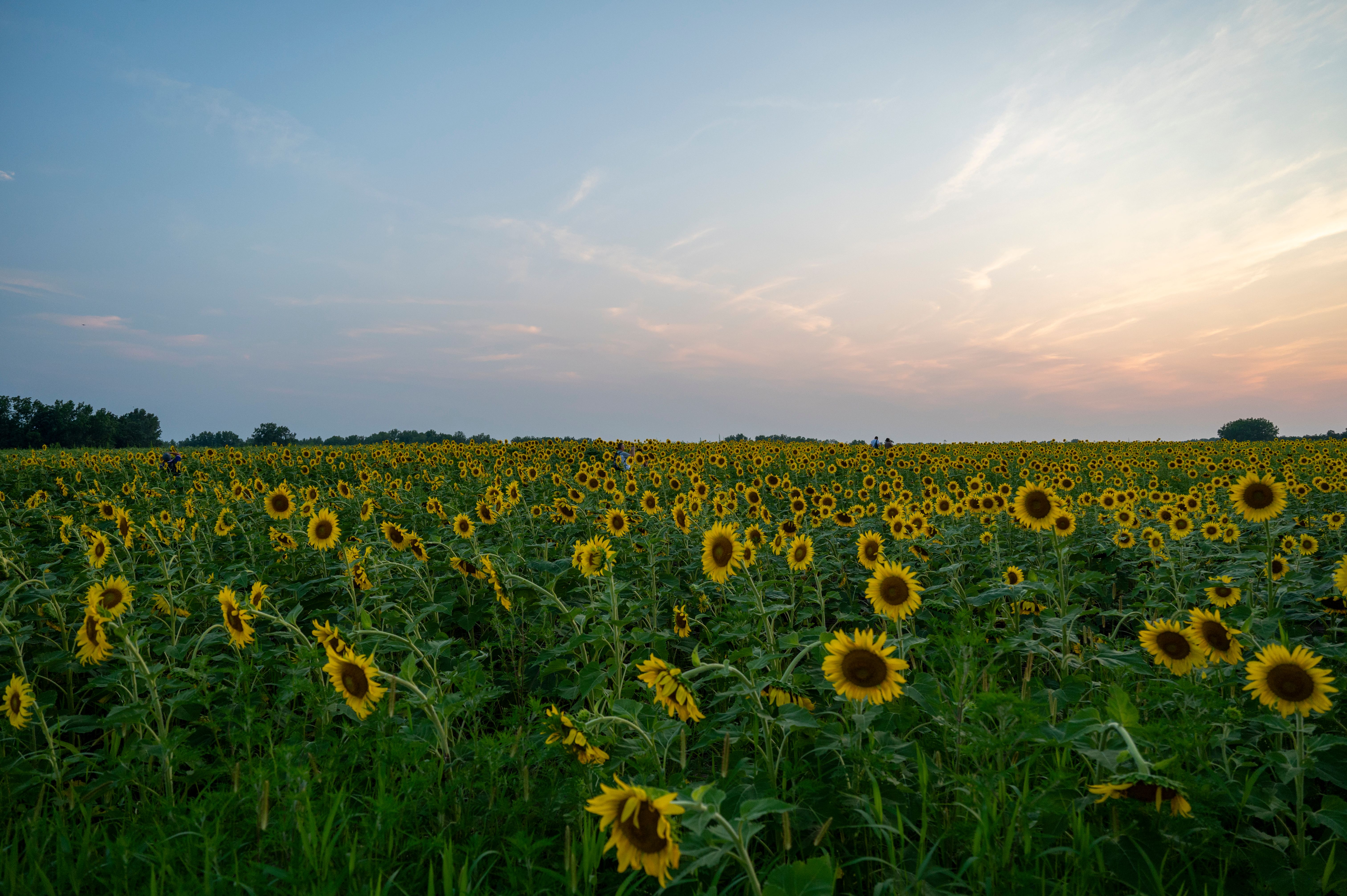 Landscape Photography of Sunflower Field during Sunset · Free Stock Photo