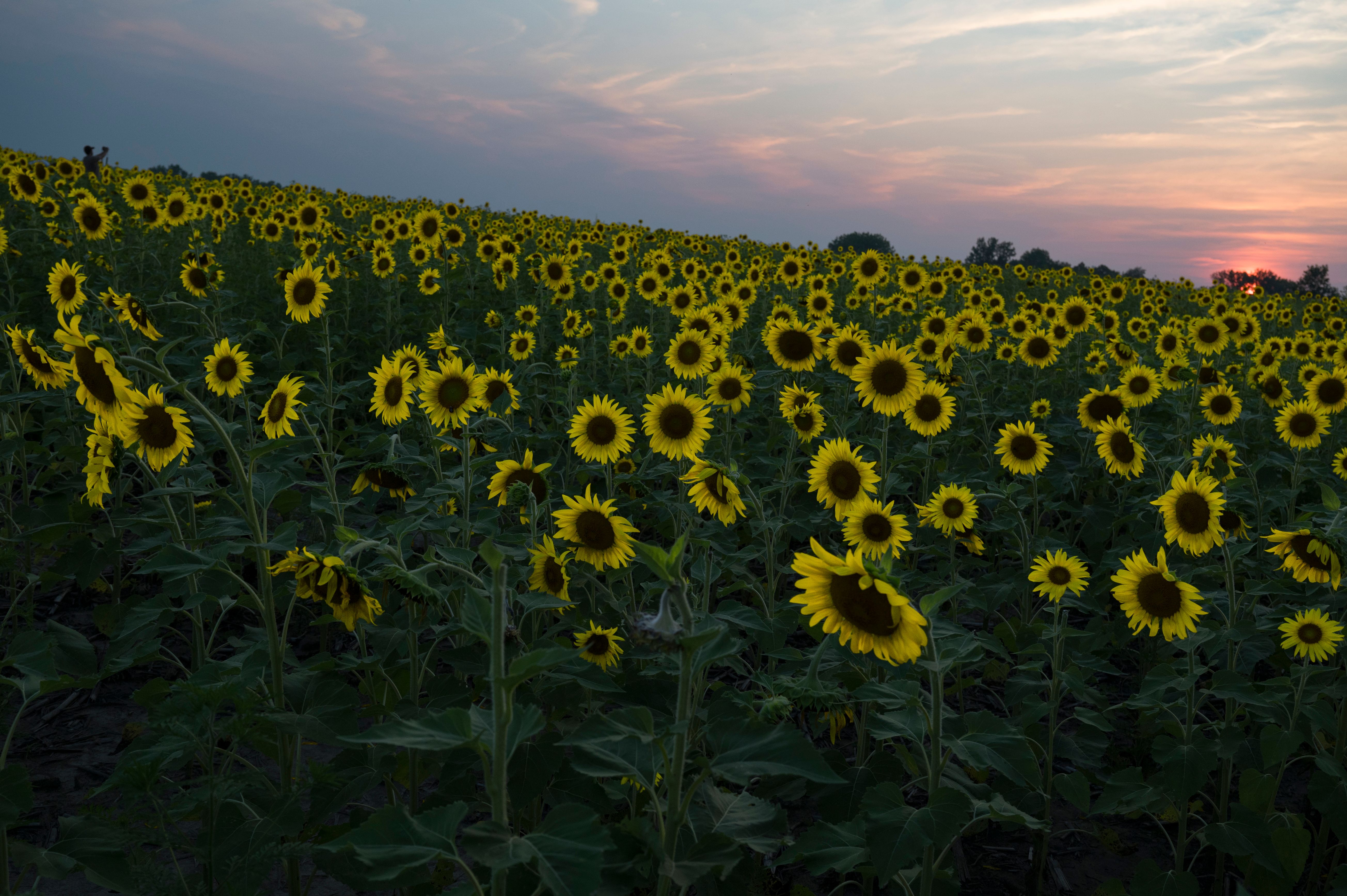 Vibrant Sunflower Field at Sunset · Free Stock Photo