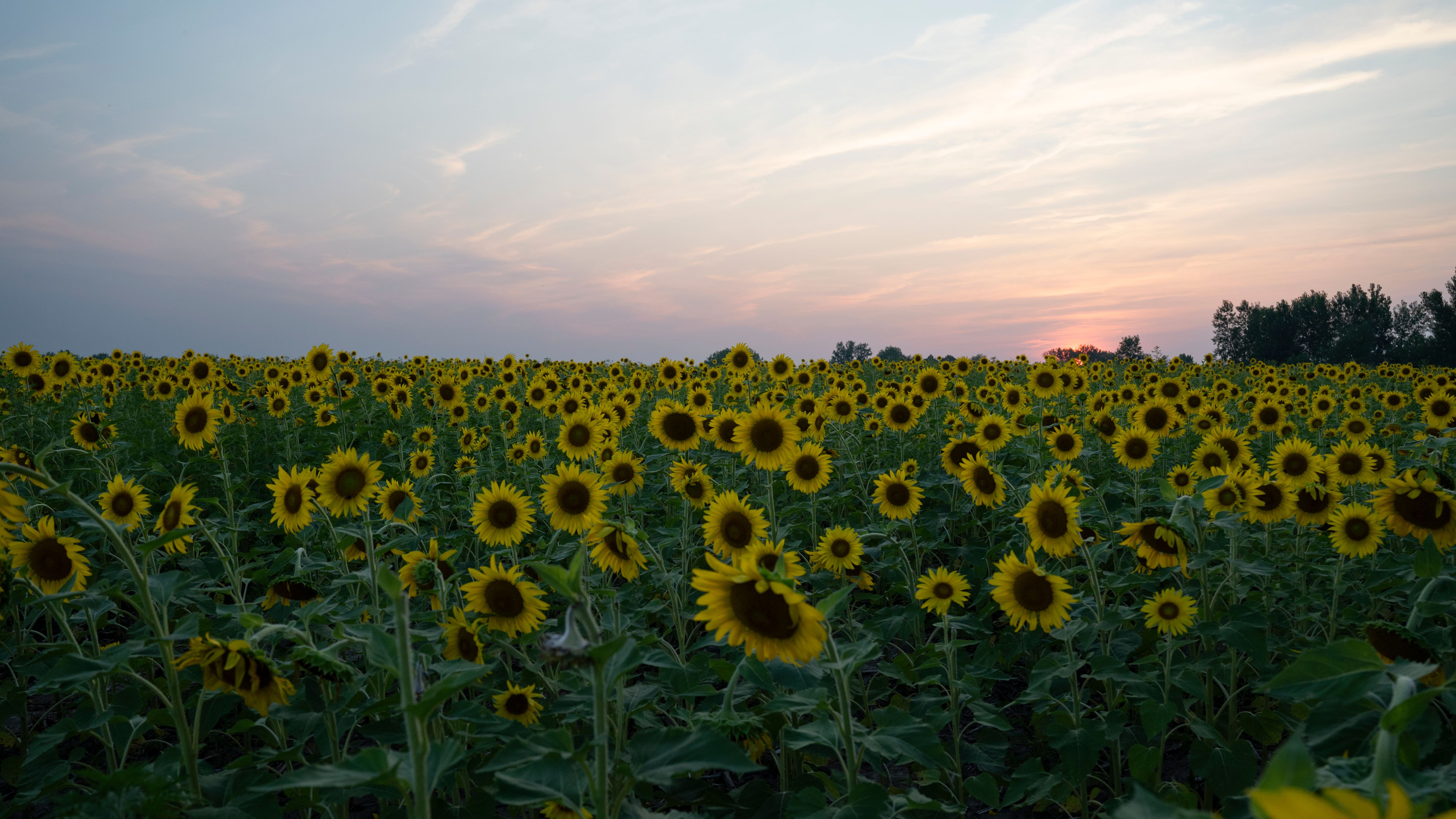 Vibrant Sunflower Field at Sunset · Free Stock Photo