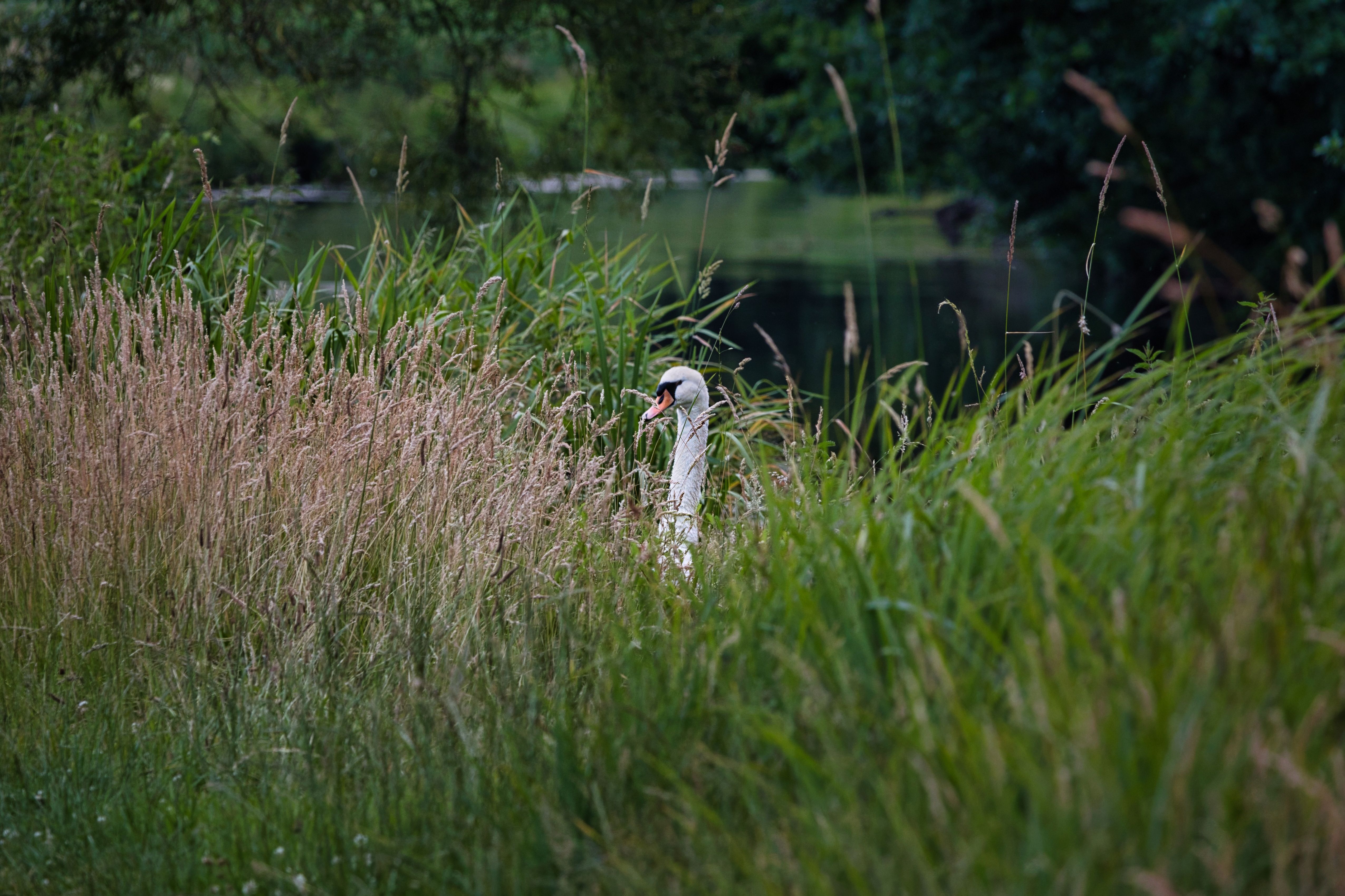 Swan Gracefully Gliding Through Lush Pondside Reeds · Free Stock Photo