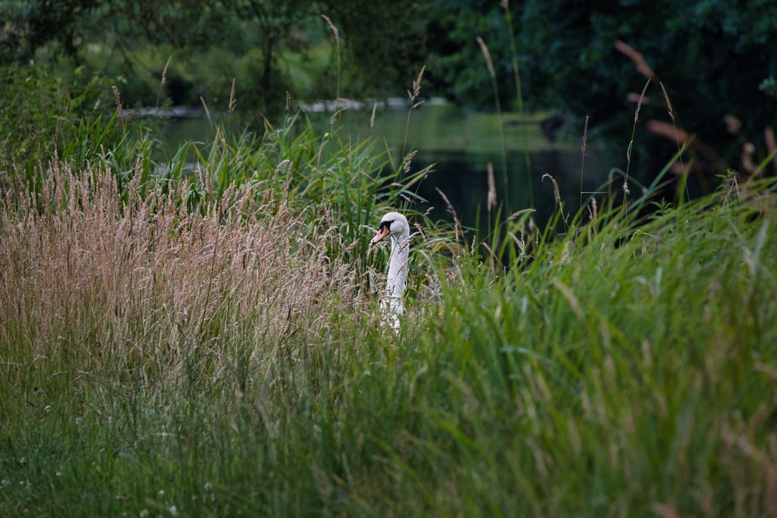 Pondside Reeds Swan Gracefully Gliding Through Lush Pondside Reeds · Free Stock Photo