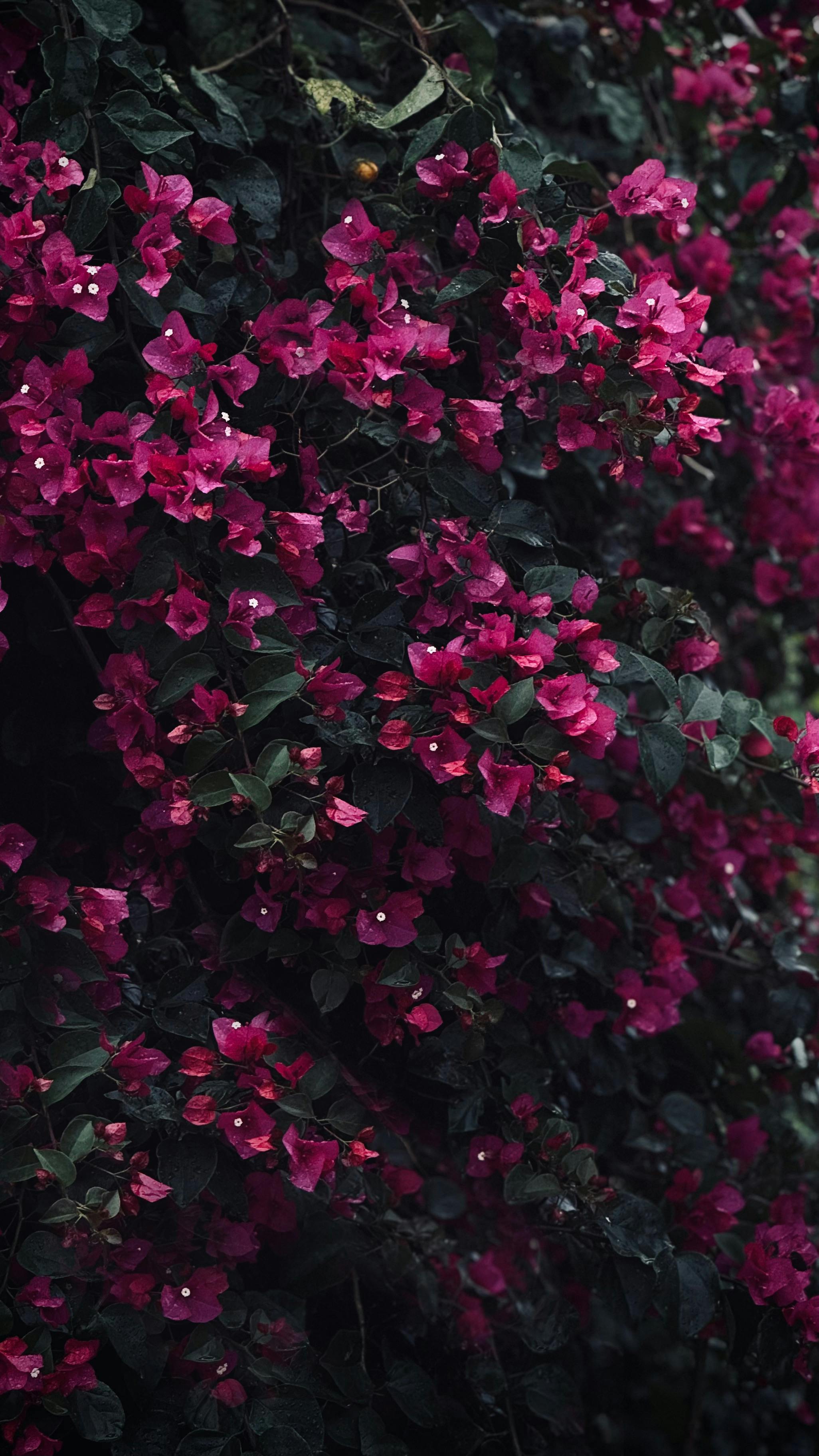 Vivid pink bougainvillea flowers create a stunning natural wallpaper.