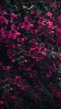 Vivid pink bougainvillea flowers create a stunning natural wallpaper.