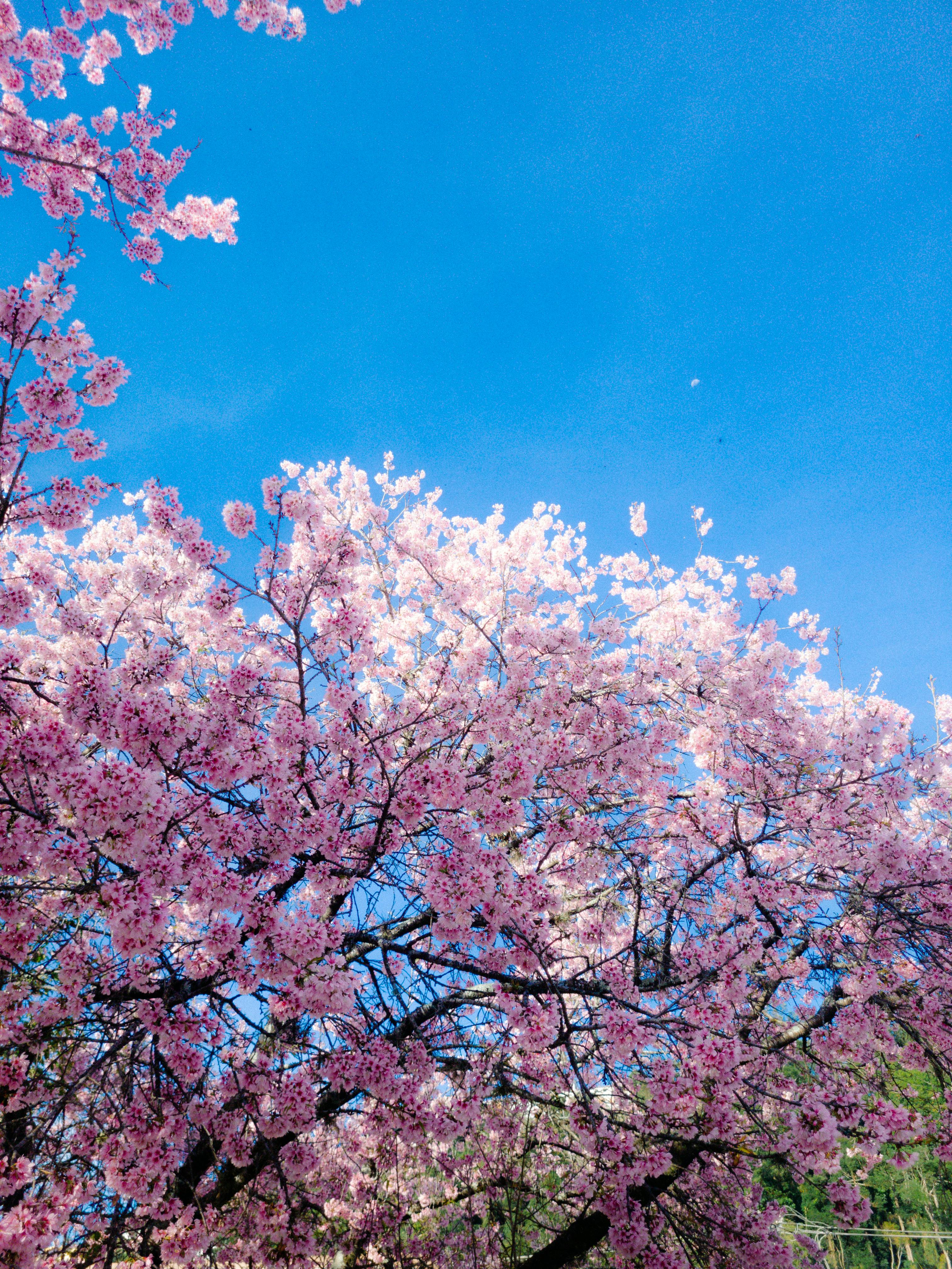 Vibrant pink cherry blossoms against a bright blue sky, symbolizing spring's beauty.