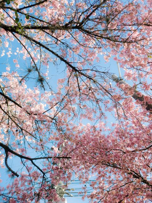 Free Pink cherry blossoms blooming under a clear blue sky, capturing the essence of spring. Stock Photo