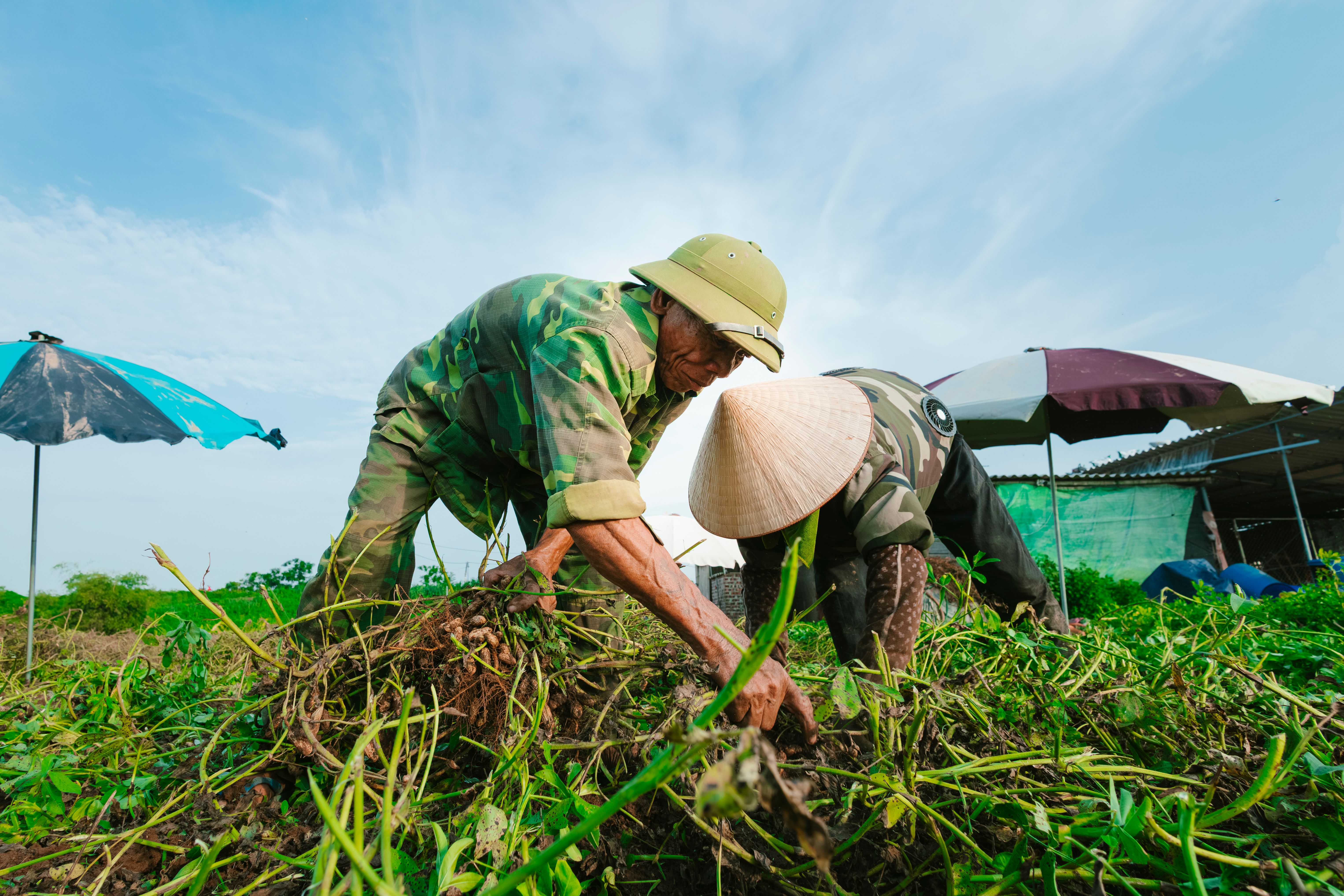 Vietnamese Farmers Working in a Field · Free Stock Photo