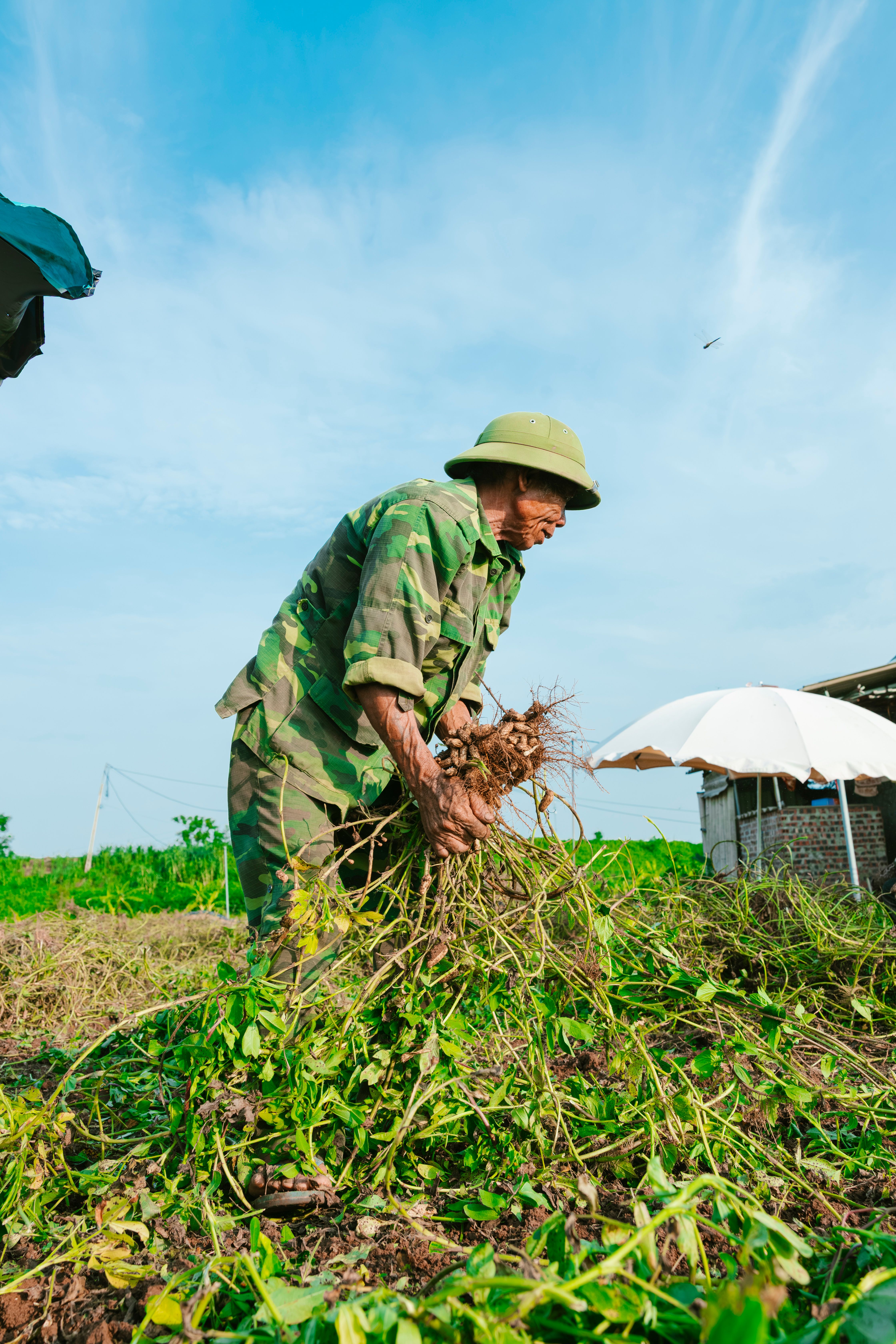 Elderly farmer in camouflage fatigues harvesting crops on a sunny day in rural field.
