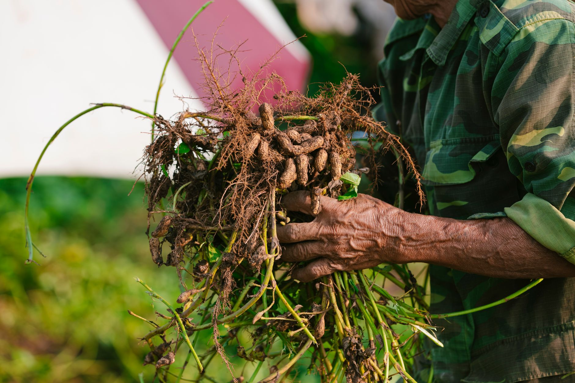 Close-up of a farmer's hands holding freshly harvested peanut roots in a field.