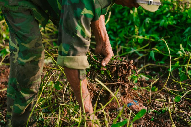 Farmer pulling root crops from soil