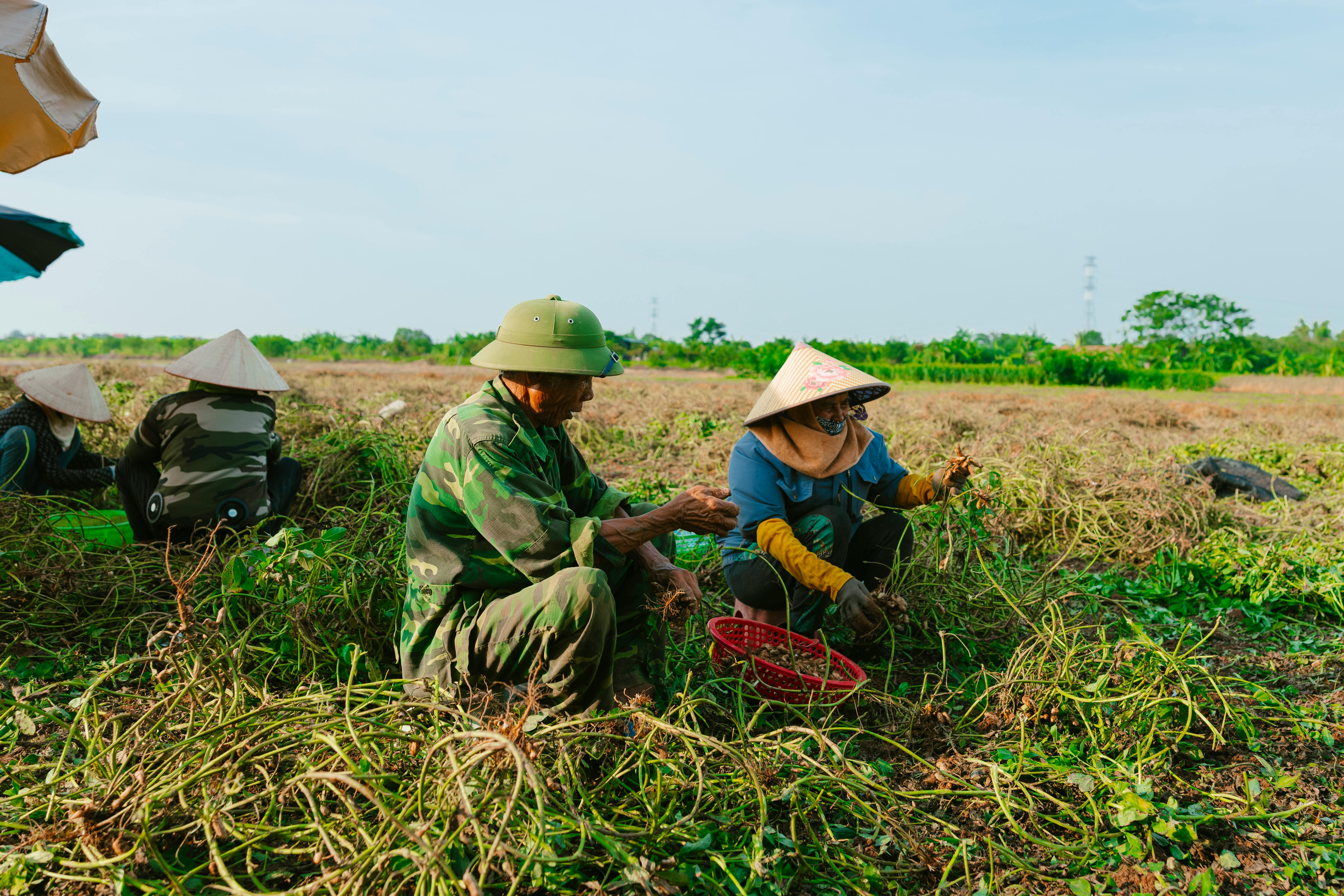 Understanding Business Analysis through BCS