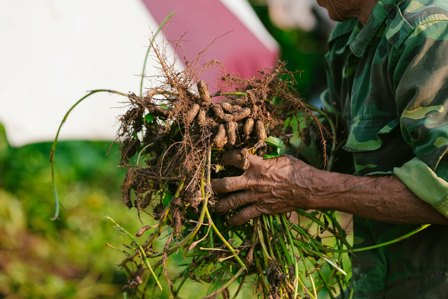有機薄荷的10種清涼妙用 遠超乎你想像的泡茶用途 有機薄荷的10種清涼妙用 遠超乎你想像的泡茶用途