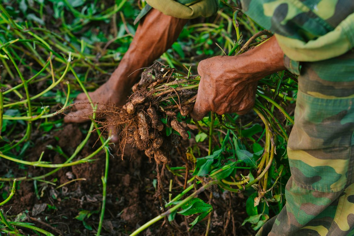 Farmer Harvesting Peanuts from the Soil · Free Stock Photo