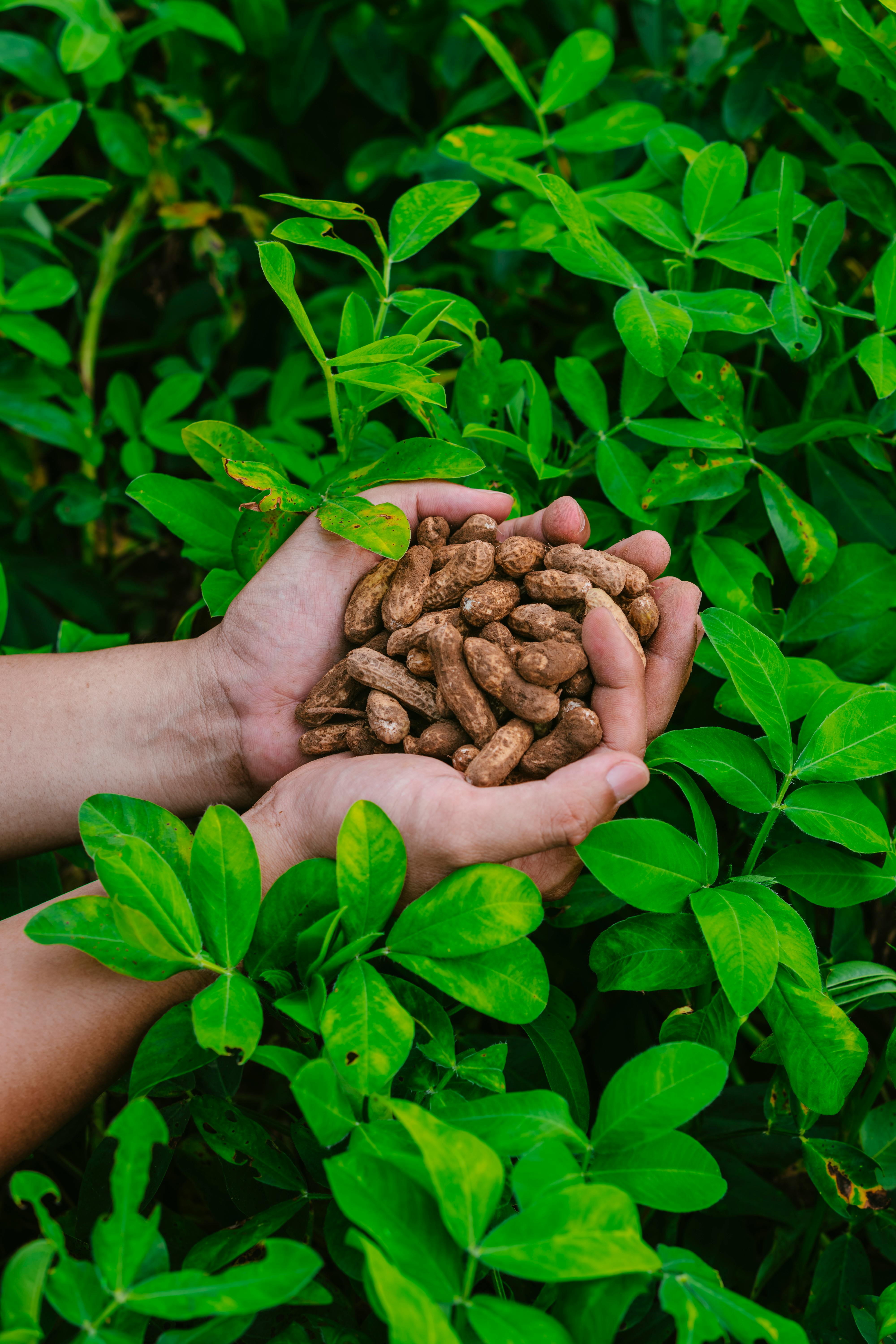fresh peanuts