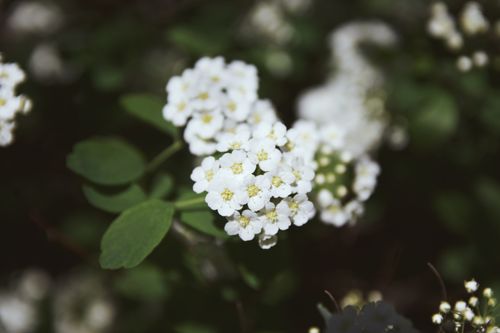 Free Macro shot of white Spiraea flowers with dark blurred background, showcasing spring flora. Stock Photo
