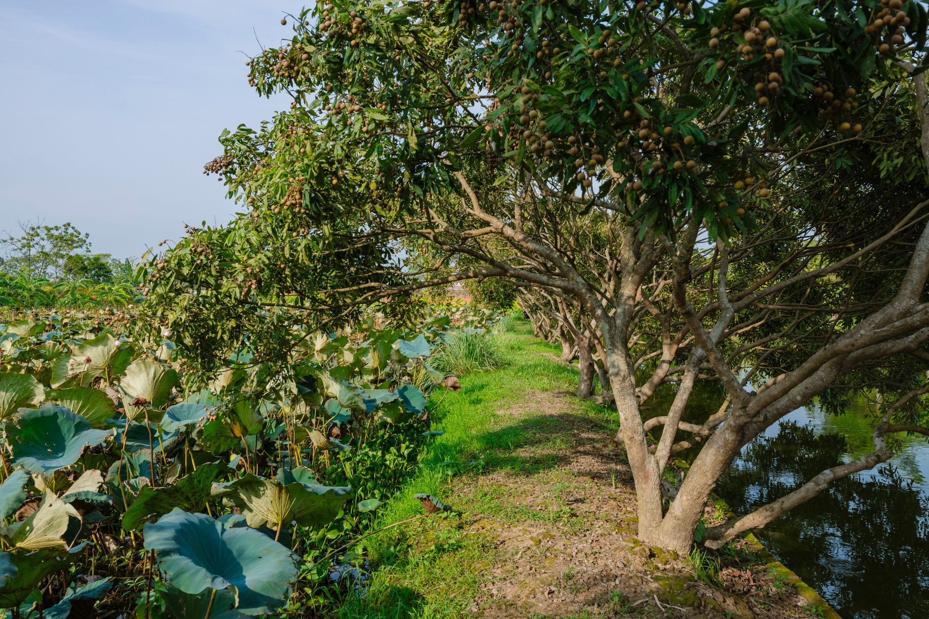 Serene orchard landscape with fruit-laden trees and a reflective pond on a sunny day.