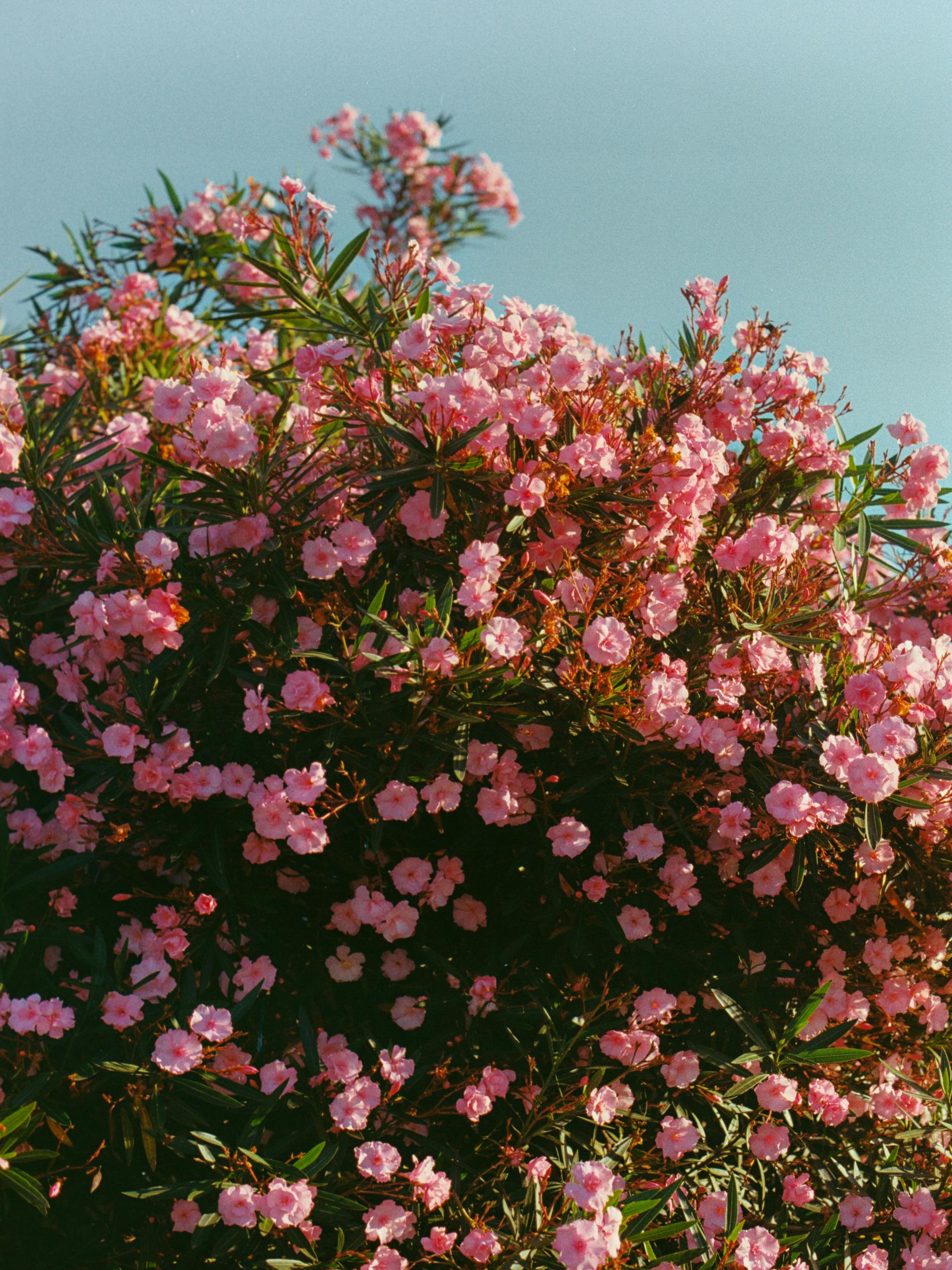 [ColoSach]-beautiful-pink-oleander-bush-in-full-bloom-against-a-clear-daytime-sky.