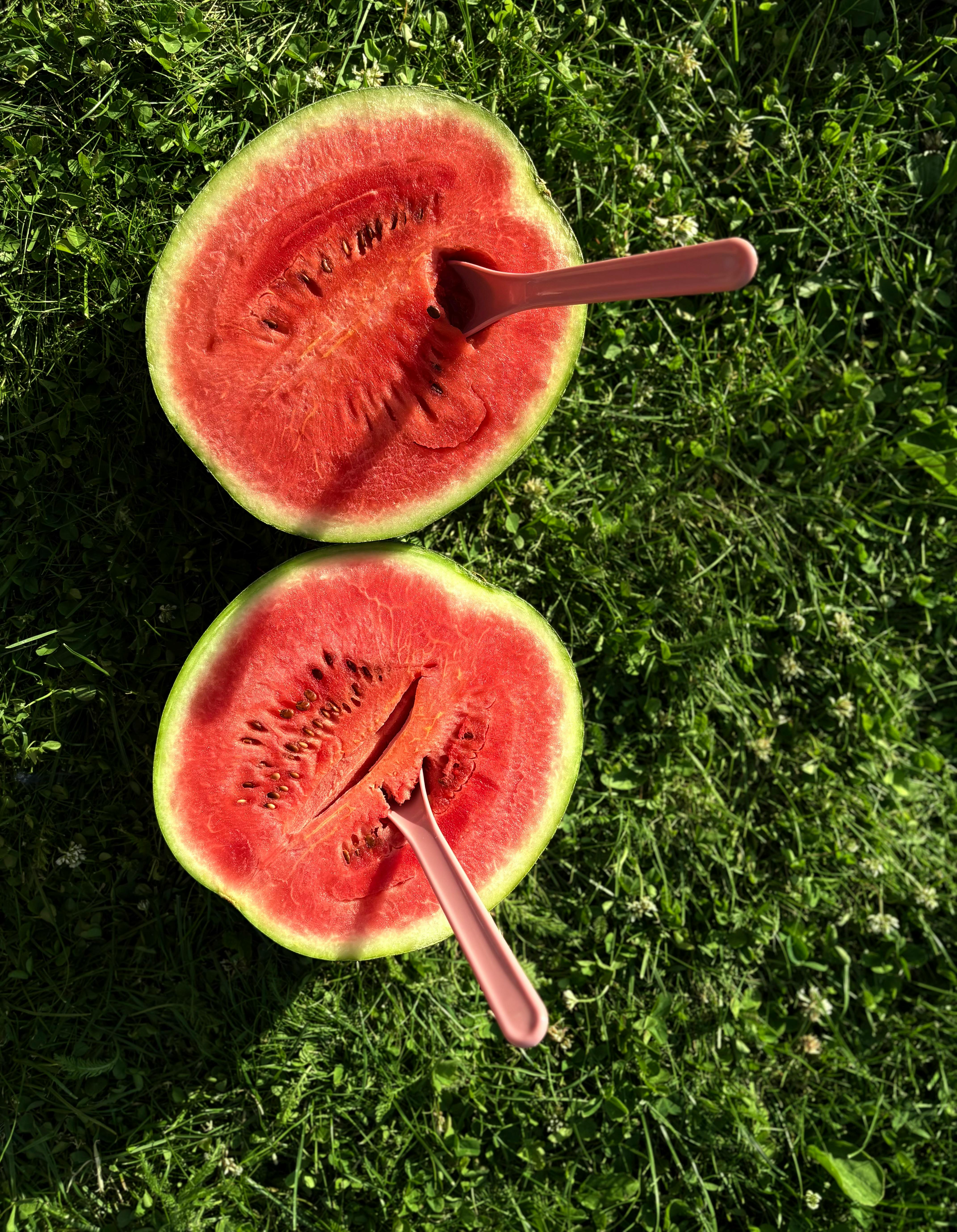 Two watermelon halves with spoons on green grass under the sun.