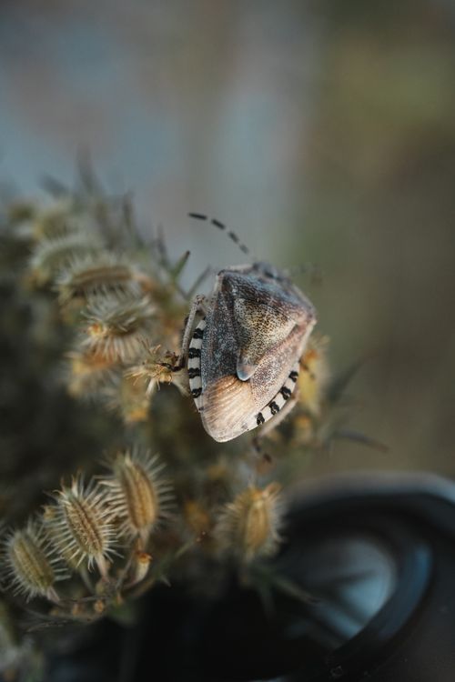 Free Macro shot of a stink bug on dried thistle, showcasing its detailed texture and natural habitat. Stock Photo