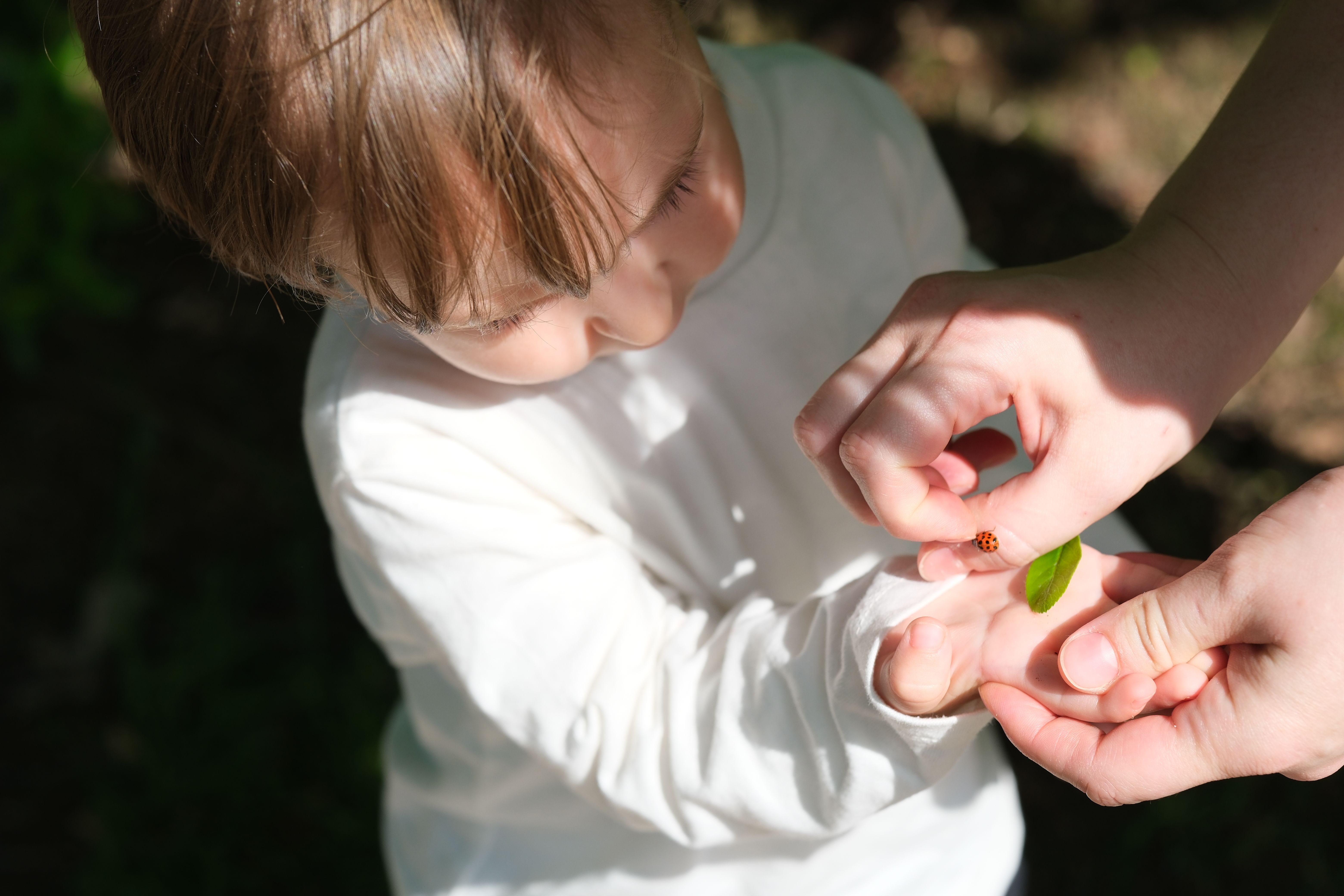 A child curiously observing a ladybird placed on their hand, shown closely outdoors.