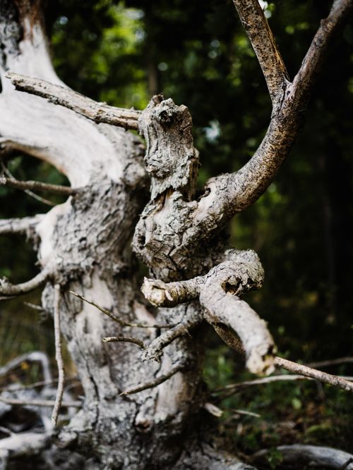 Free Close-up of a gnarled tree bark with twisted branches in a forest. Stock Photo