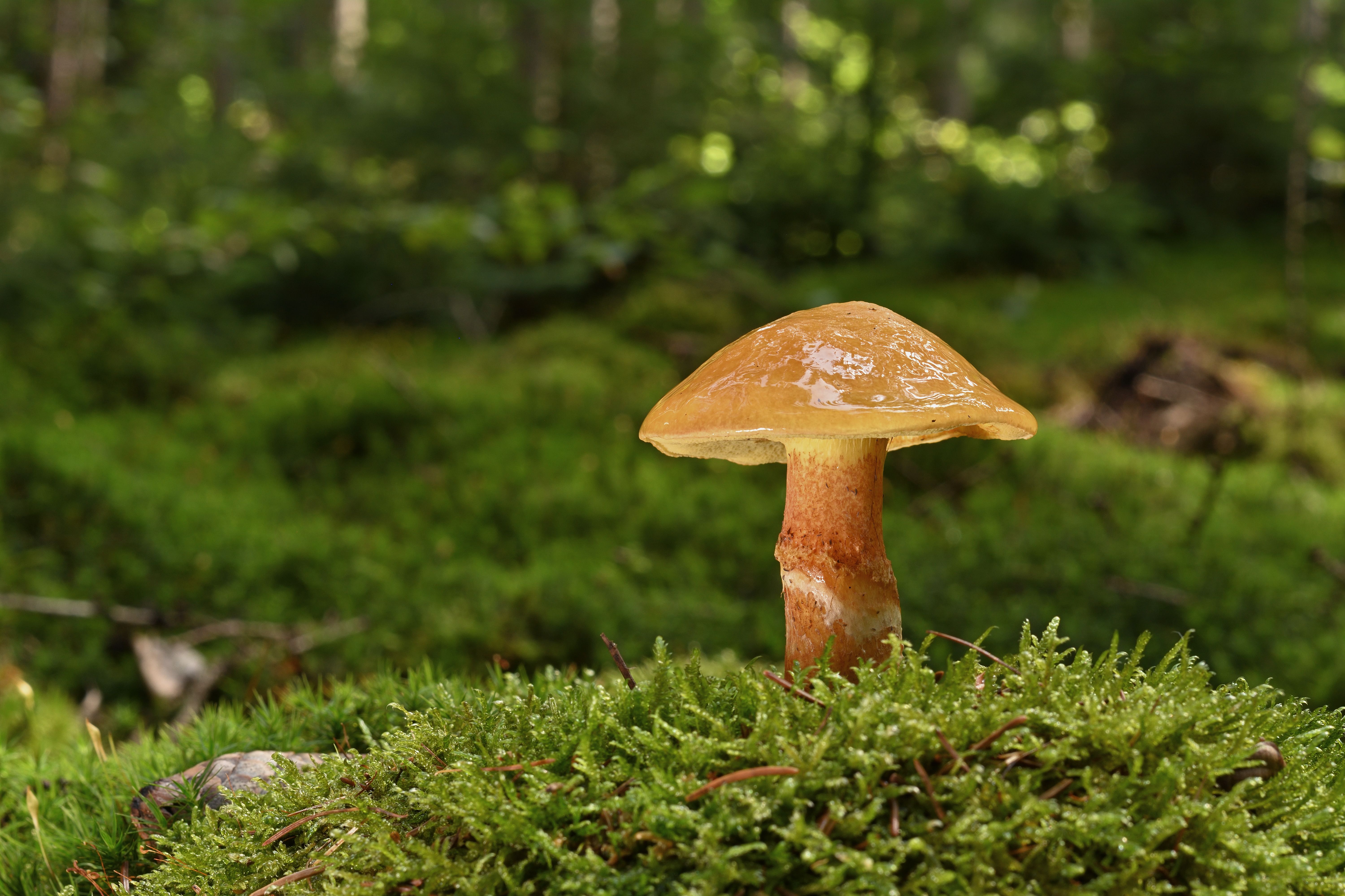 Yellow Mushroom on Mossy Forest Floor · Free Stock Photo