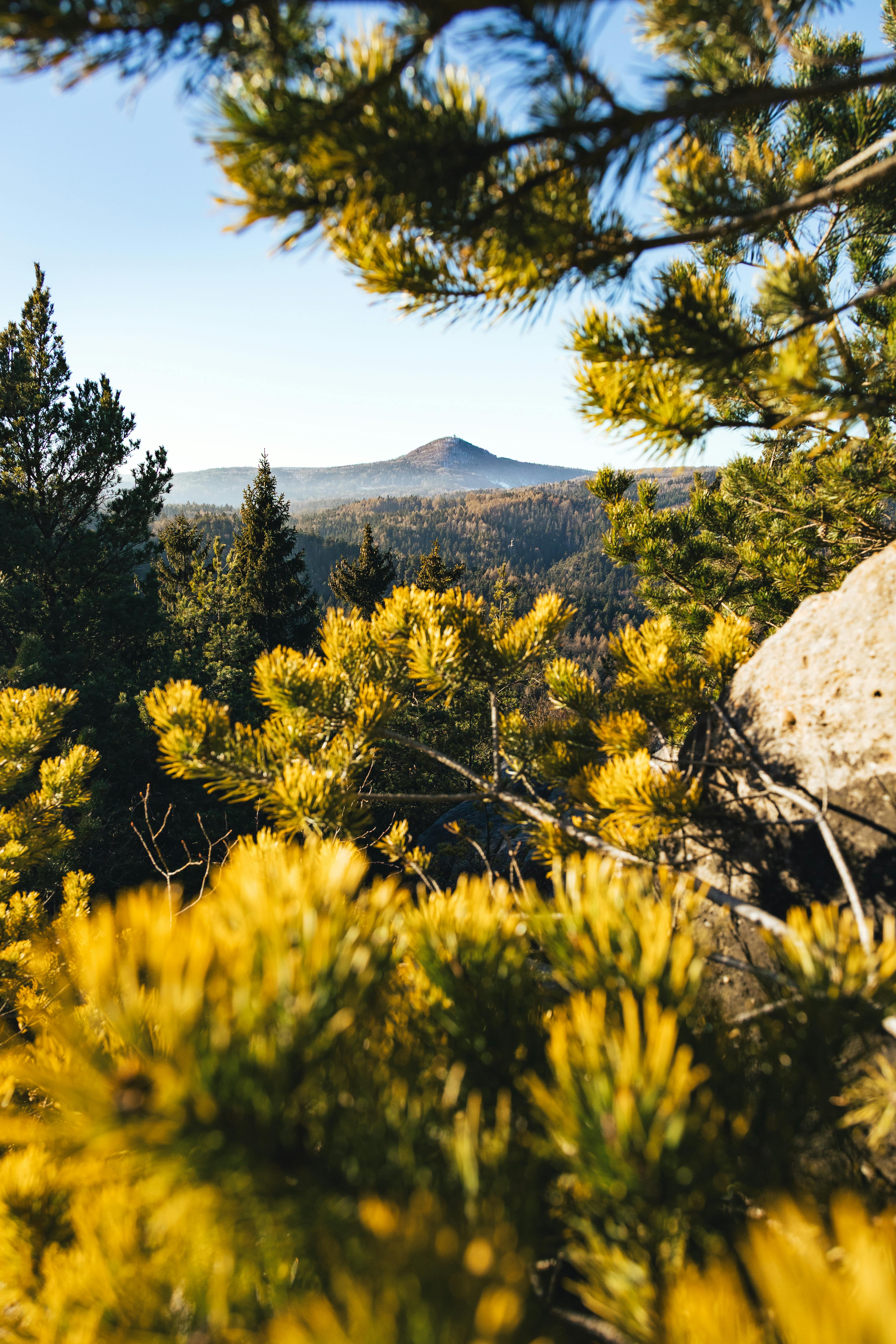 Breathtaking autumn view of the mountains in Jonsdorf, Saxony, Germany through lush pine trees.