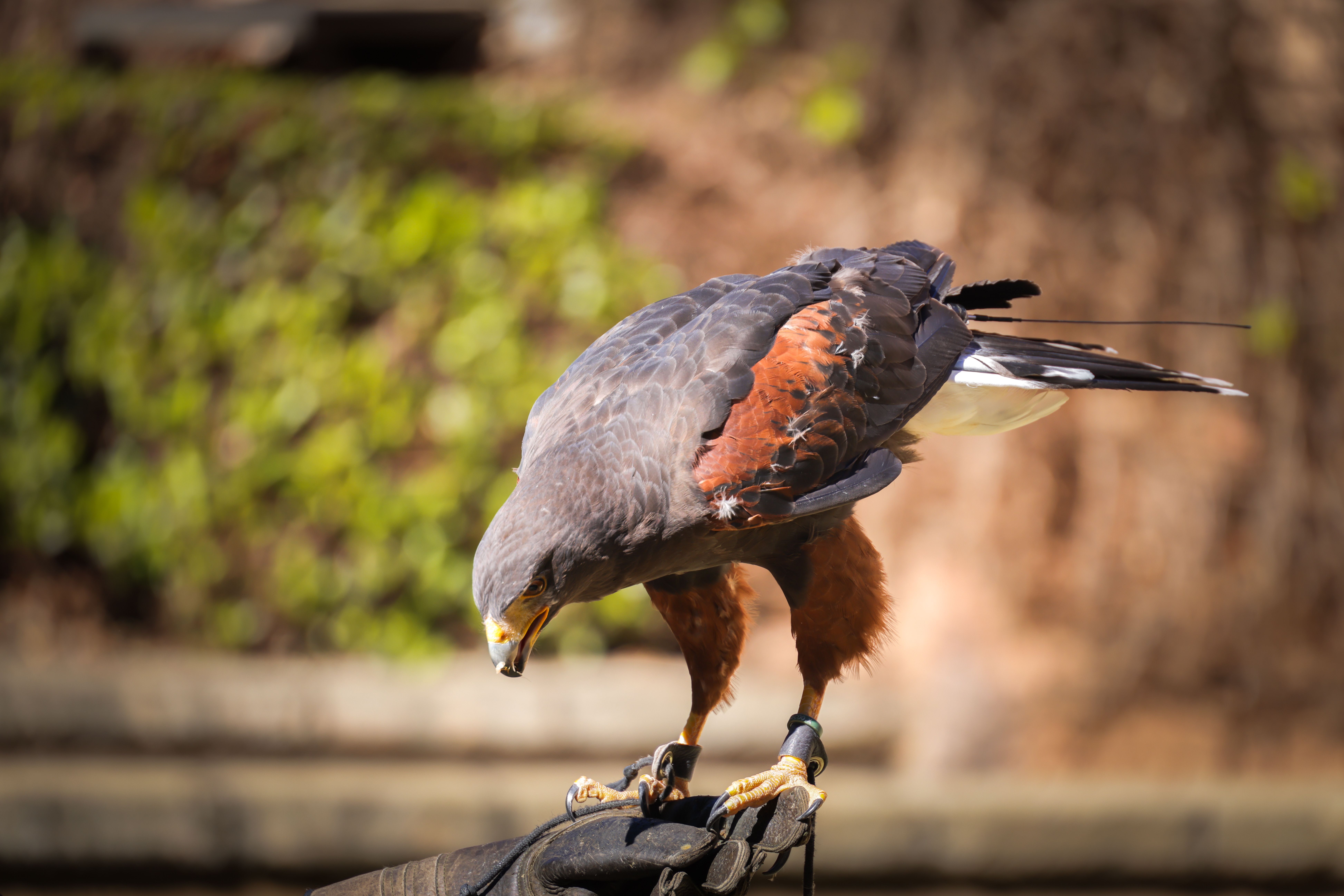 Close-Up of a Hawk on a Leather Glove · Free Stock Photo