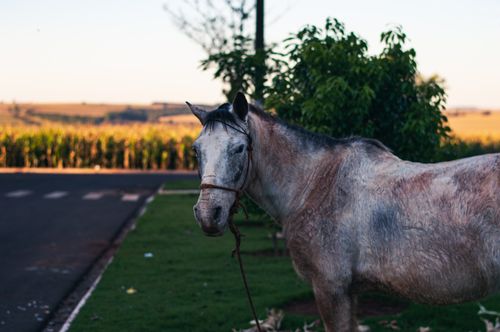 Free A peaceful horse stands by a rural road at sunset, surrounded by cornfields and greenery. Stock Photo