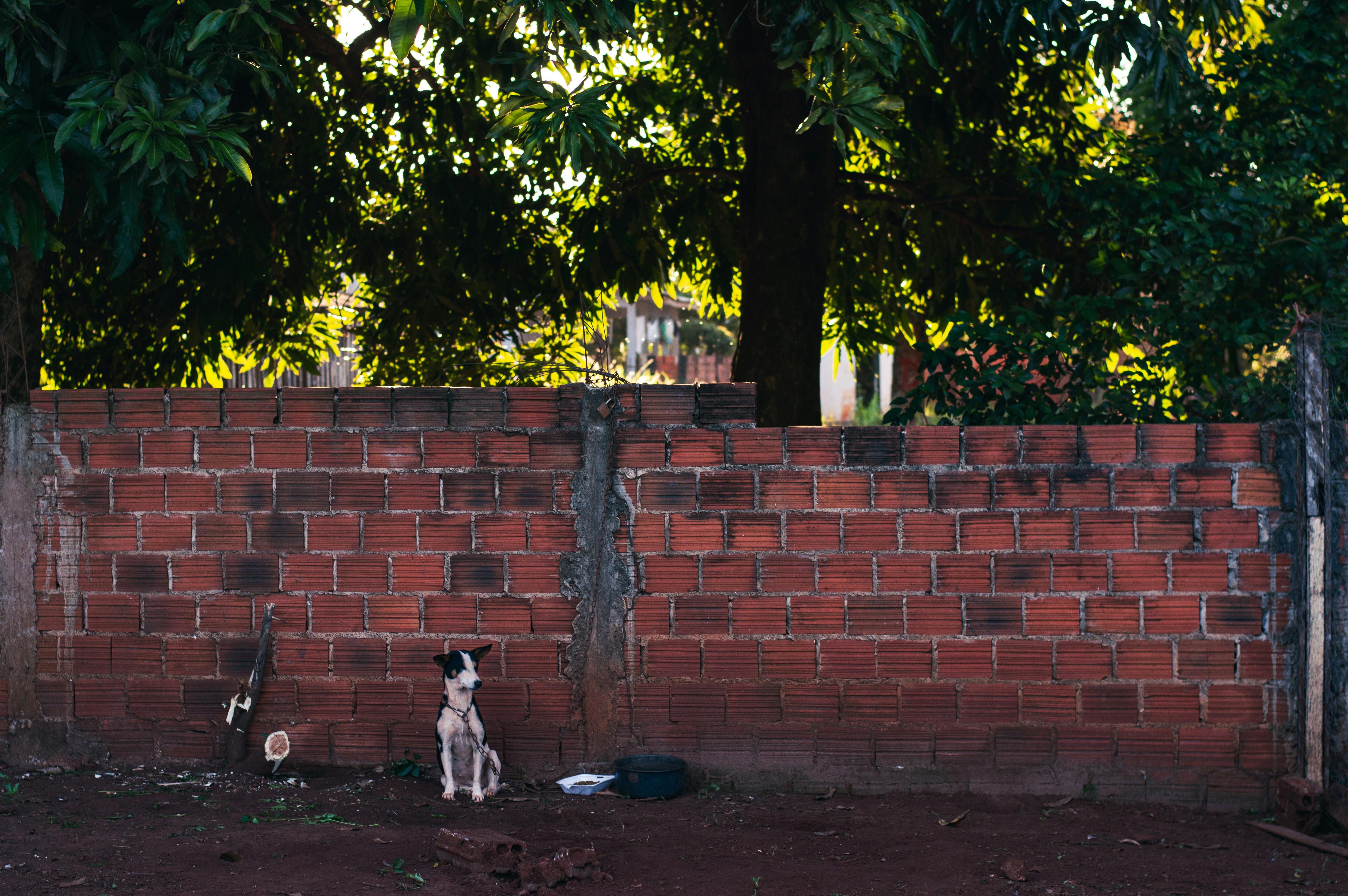 Brazil Portable Pet Grooming Shampoo - Market Analysis, Forecast, Size, Trends and Insights — Photo by Wanderley  Matheus on 