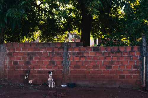 Free A small dog sitting alone against a brick wall under leafy shade. Stock Photo