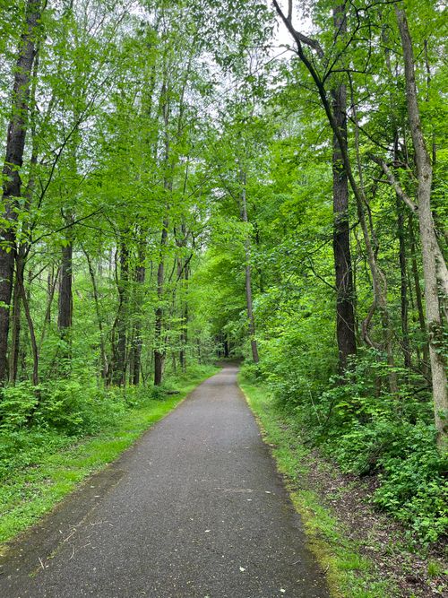 Free A tranquil forest path covered by vivid green foliage, ideal for nature walks. Stock Photo