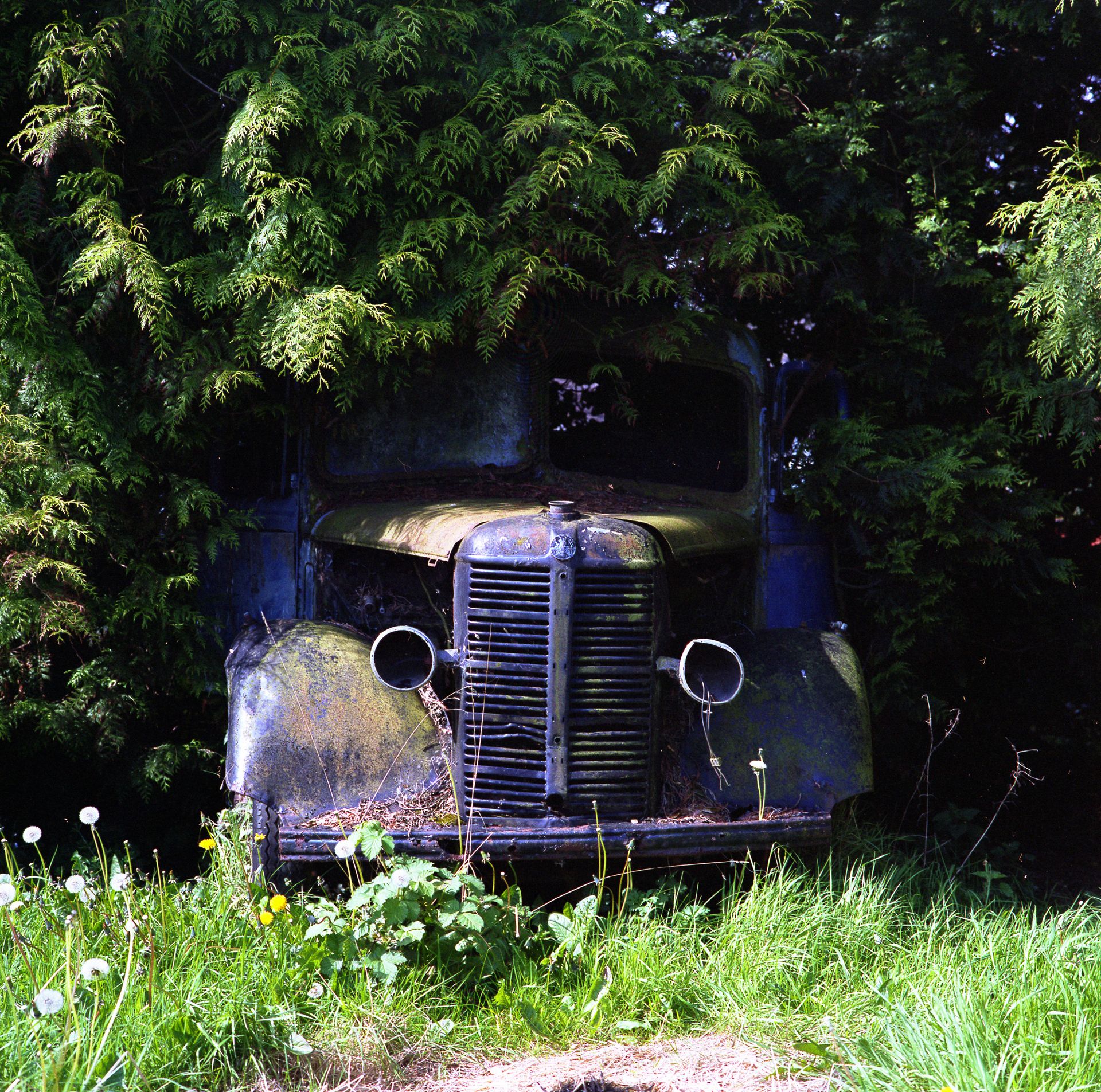 An old, abandoned truck partially obscured by an overgrown hedge in Charlton Marshall, England.