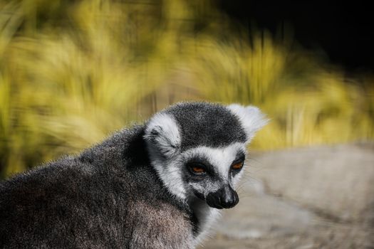 Ranomafana cloud forest lemurs — Madagascar
