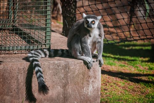 Free A ring-tailed lemur lounges on a concrete surface in a zoo habitat, showcasing its distinctive striped tail. Stock Photo