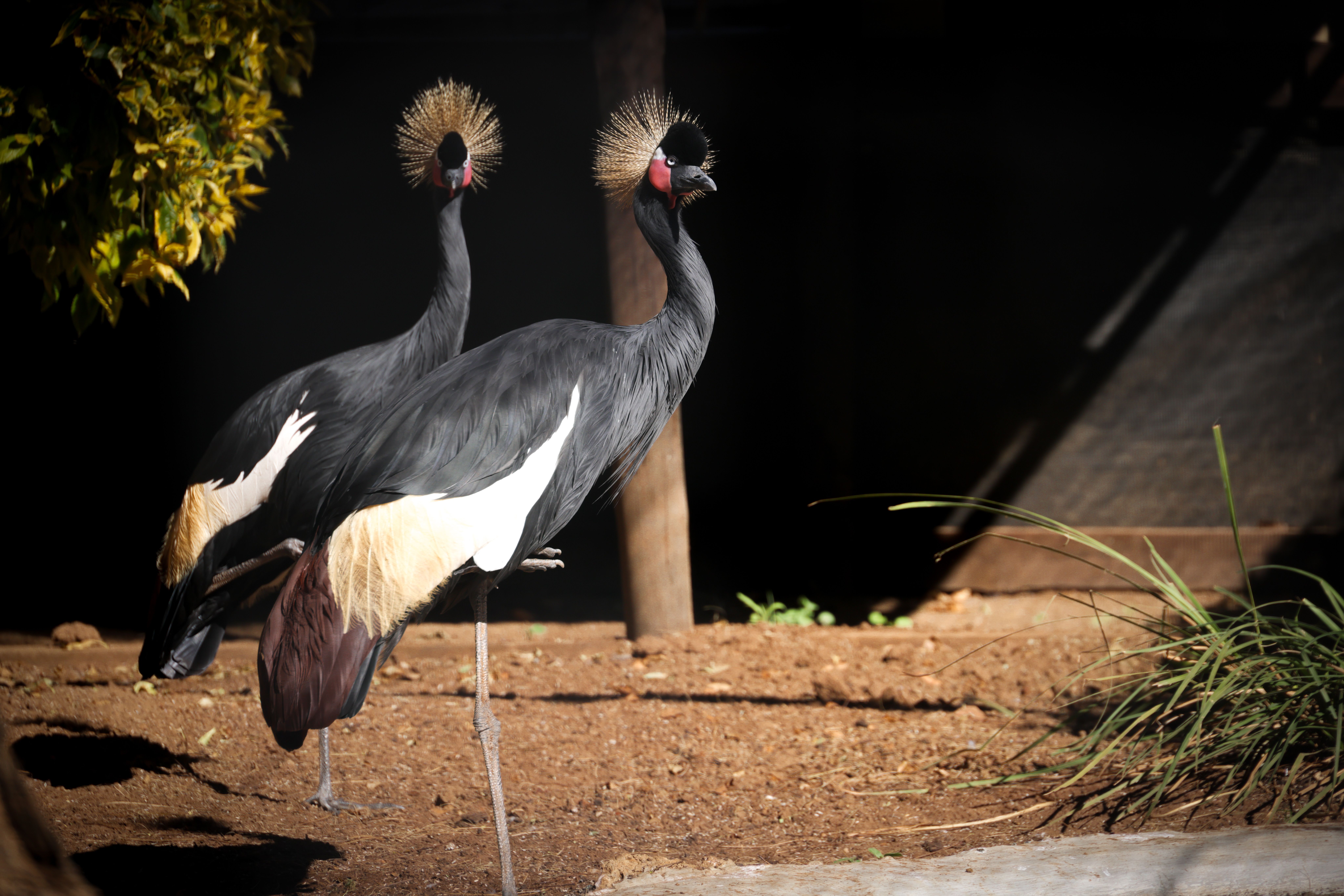 Birding in the Zoo