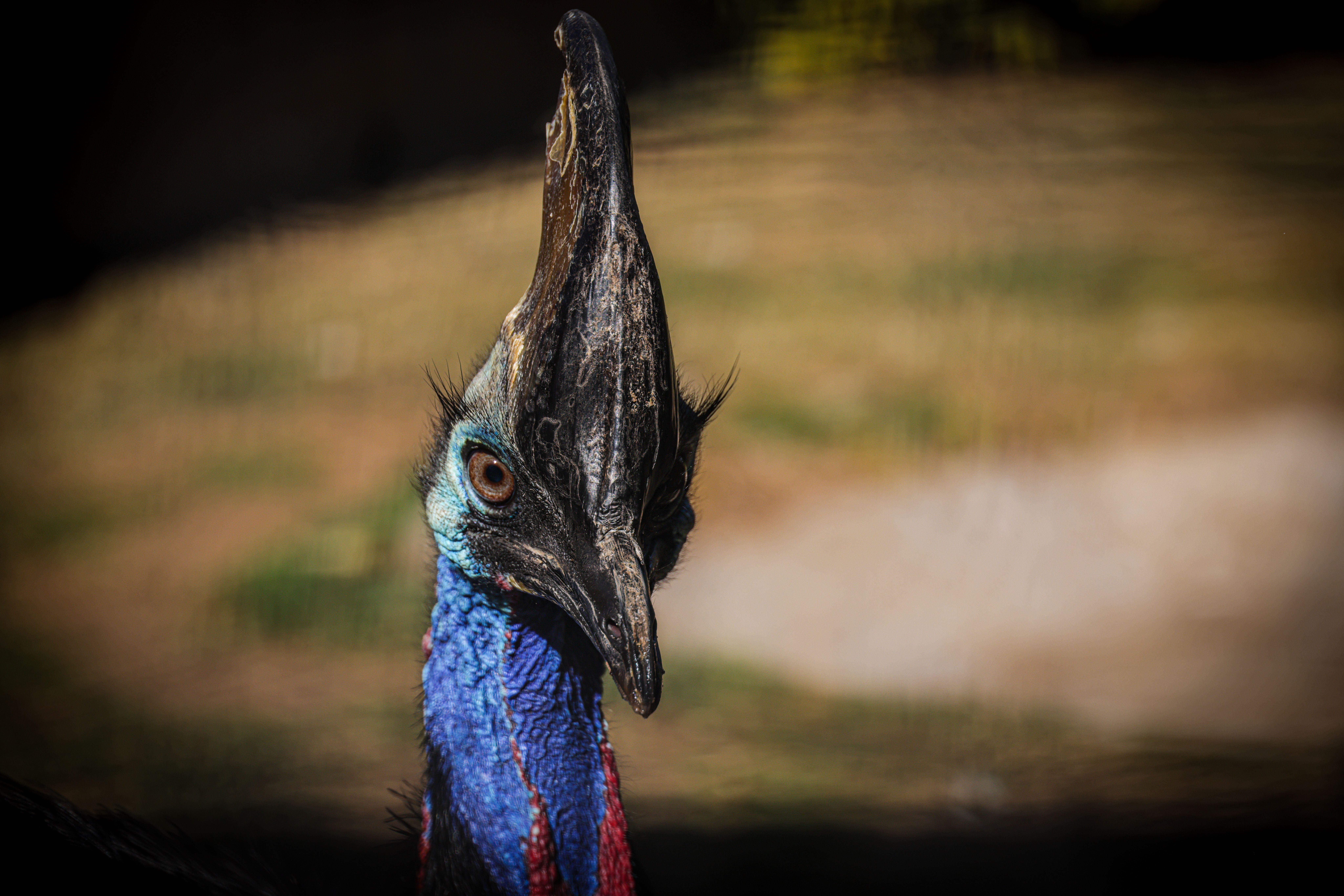 Cassowary