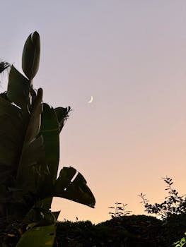 Serene dusk scene with crescent moon over banana plants in Cádiz, Spain.
