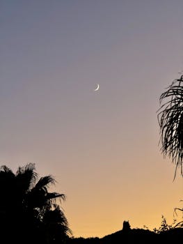 Captivating crescent moon in a twilight sky over Cádiz, enhanced by silhouetted palm trees.