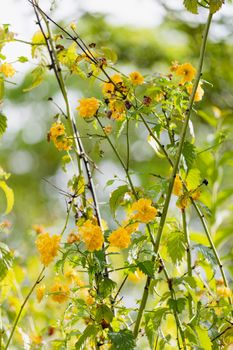 yamabuki kerria yellow flower
