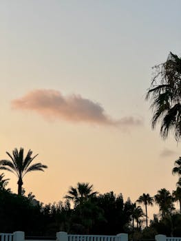 Serene view of palm trees under a pastel sunset sky in Málaga, Spain.
