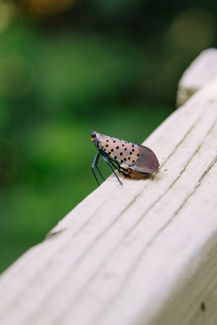 Photo by Ramakanth Chilekampalli Close-up image of a spotted lanternfly resting on a wooden surface with a blurred green background.